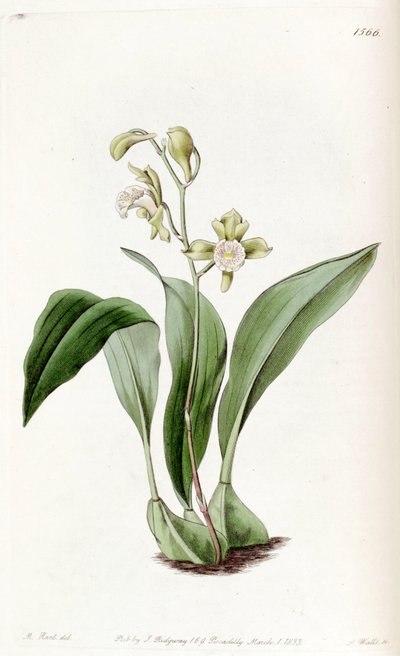 Bifrenaria racemosa by Jams  Watts